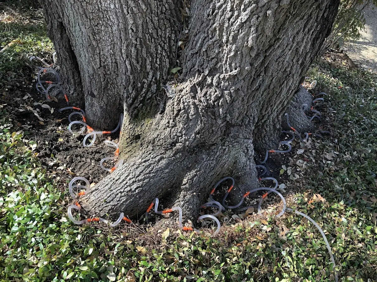 Detailed Tree Cabling and Bracing job site in Fraziers Bottom