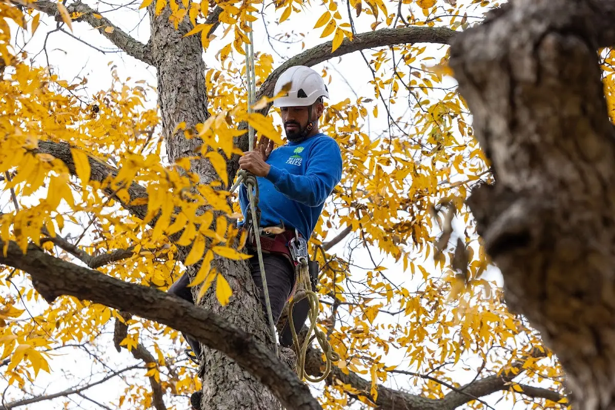 Skilled Tree Transplanting crew working in Fraziers Bottom