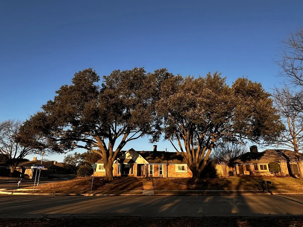 Established residential canopy tree shading a home in Fraziers Bottom